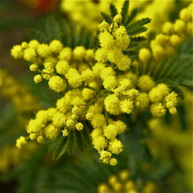 Gelo al centronord, mimose in fiore in Sicilia