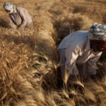 FAO: Milioni di afgani sull’orlo della catastrofe alimentare