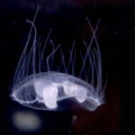 Alieni: gli strani casi della medusa cinese della felce brasiliana