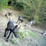 Sette cuccioli ibridi lupo-cane nati nel branco di Roma [video]