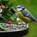 Birdgarden: la Natura (quella vera) sul balcone di casa