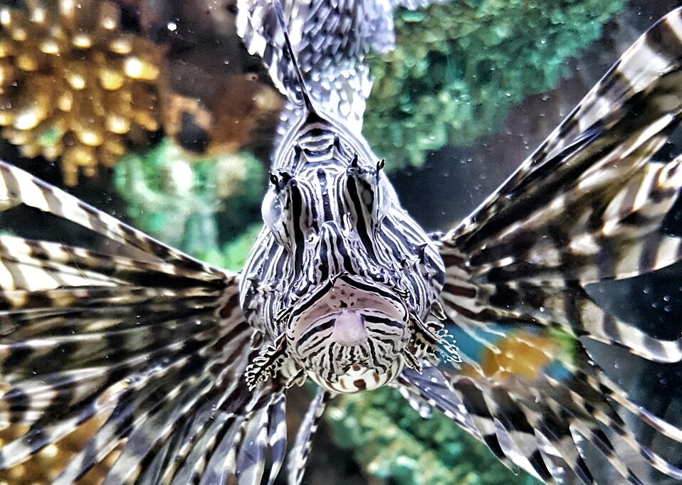 Foto di k_tzito da Pixabay