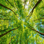 Gli ecosistemi terrestri faticano a tenere il passo con il nostro fabbisogno