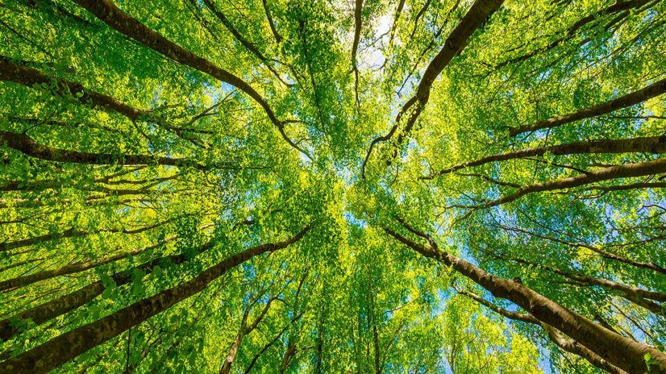 Gli ecosistemi terrestri faticano a tenere il passo con il nostro fabbisogno