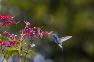 Un colibrì nell'atto di impollinare un fiore